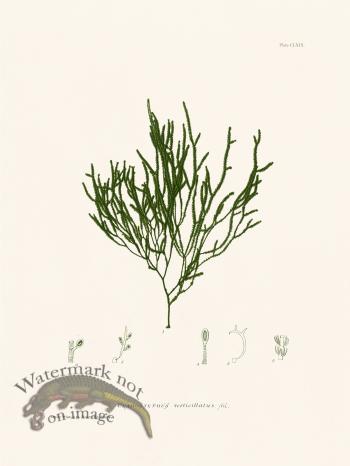 Bradbury Seaweed 169